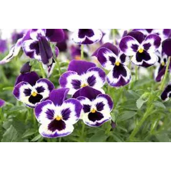  Pansy Plant