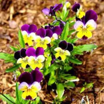 Organic Pansy Plants