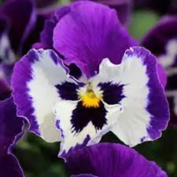 Common Pansy Plants