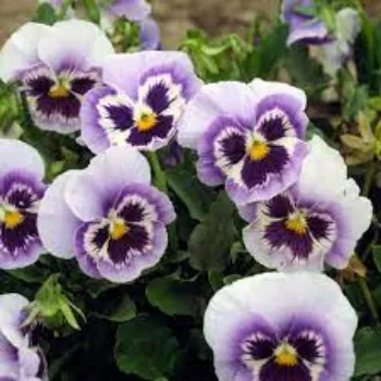 Pansy Flower Plant