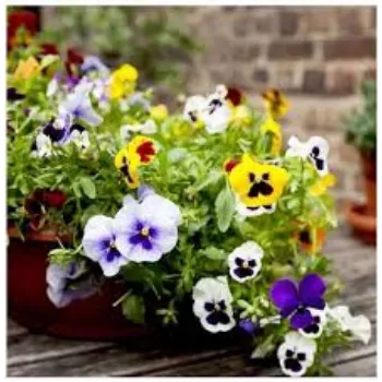 Natural Pansy Plants