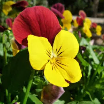 Fresh Pansy Plant