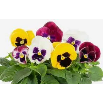 Natural Pansy Plant