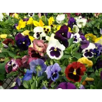 Natural Pansy Plants