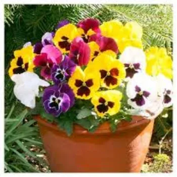 Pansy Plant