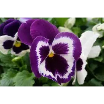 Fresh Pansy Plant