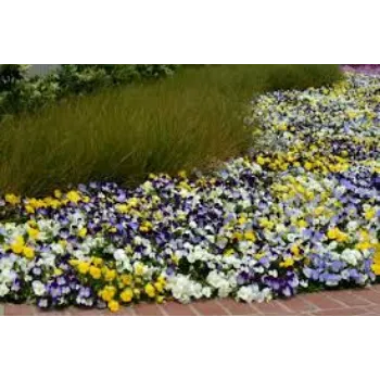 Natural Pansy Plant