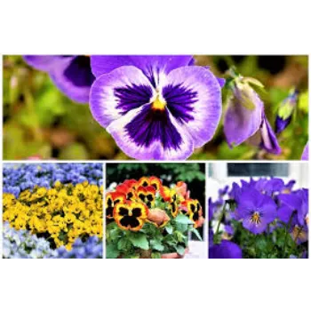 Common Pansy Plants