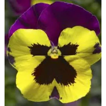 Pansy Plant