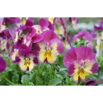 Organic Pansy Plant