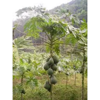 Papaya Plant Manufacturer