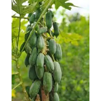 Organic Papaya Plant Manufacturer