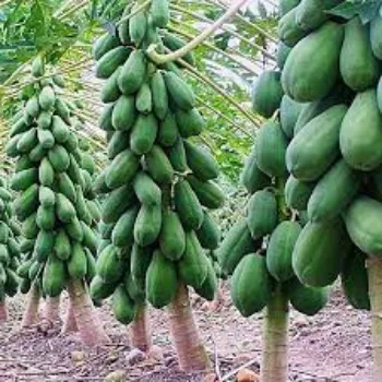 Natural Papaya Plant