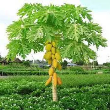 Natural Papaya Plants