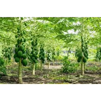 Papaya Plant Manufacturer