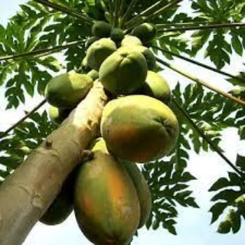 Organic Papaya Plants