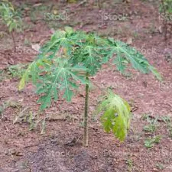 Common Papaya Plants