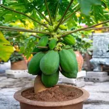  Papaya Plant Manufacturer