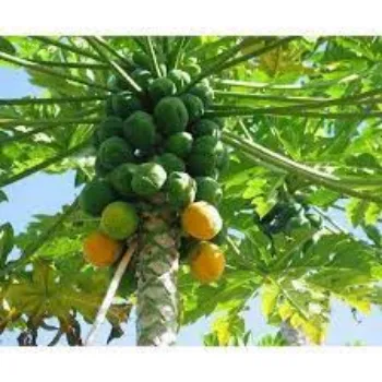 Papaya Plant