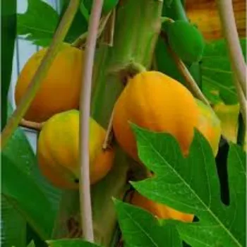 Natural Papaya Plants