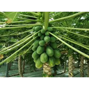 Fresh Papaya Plant