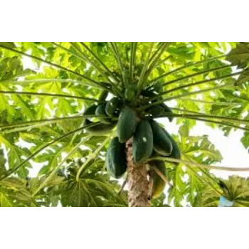 Natural Papaya Plants