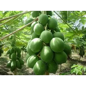 Papaya Plant Manufacturer