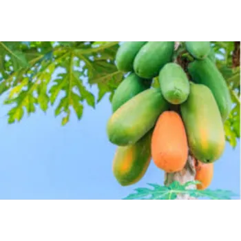 Organic Papaya Plant Manufacturer