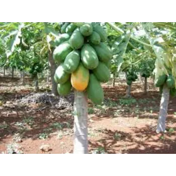 Organic Papaya Plant Manufacturer