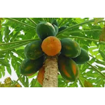 Common Papaya Plants Manufacturer