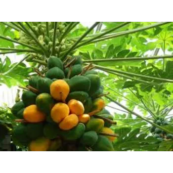 Pure Papaya Plant