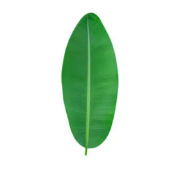 Paper Banana Leaf