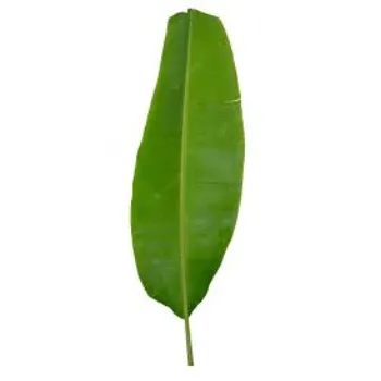 Paper Banana Leaf