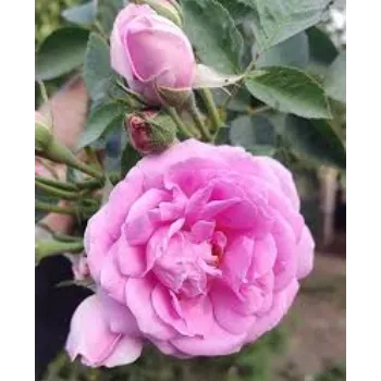 Organic Pink Rose 