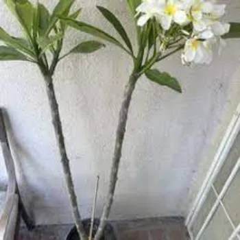 Plumeria Plant