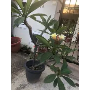  Plumeria Plant