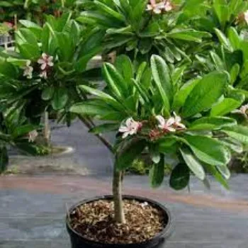 Plumeria Rubra