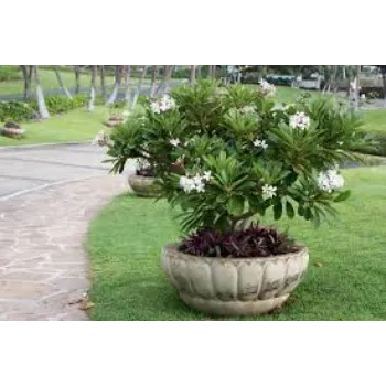 Organic Plumeria Rubra Plants