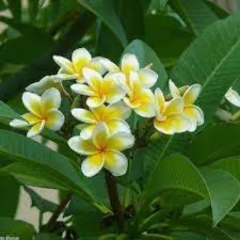 Organic Plumeria Plants