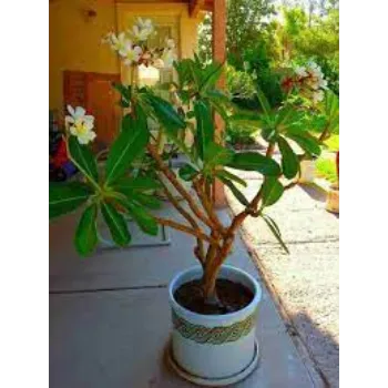 Common Plumeria Plants