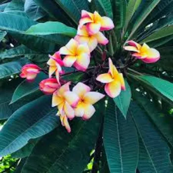 Plumeria Rubra Plant