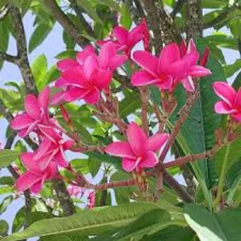 Natural Plumeria  Plants