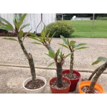 Fresh Plumeria Plant