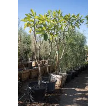 Natural Plumeria Plant