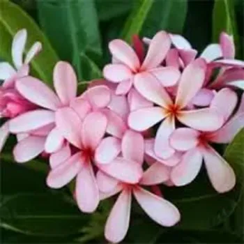 Natural Plumeria Plants