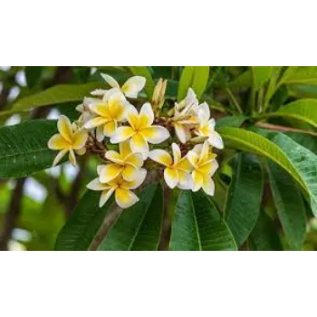 Plumeria Plant