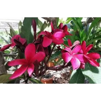 Fresh Plumeria Plant