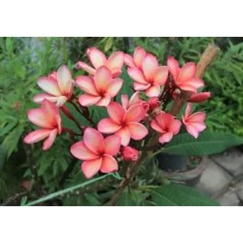 Natural Plumeria Plant