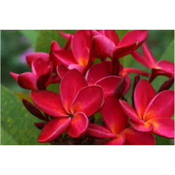 Common Plumeria Plants