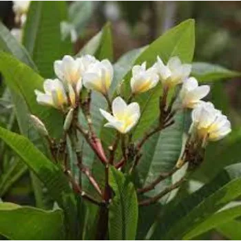 Organic Plumeria  Plant